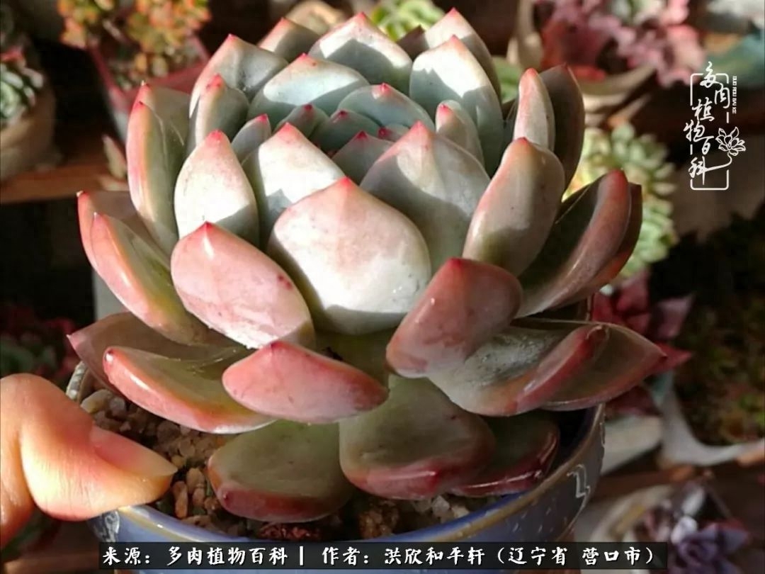 淡雪多肉怎么養(yǎng)_淡雪多肉怎么養(yǎng)_淡雪多肉怎么養(yǎng)