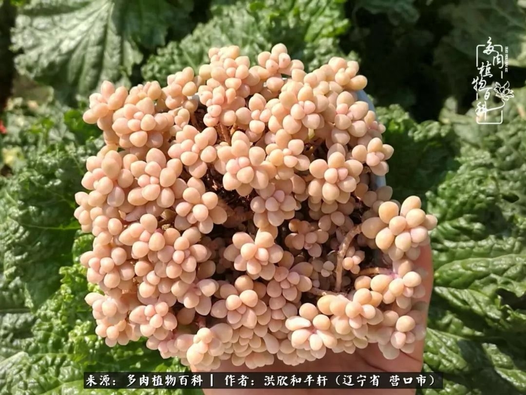 淡雪多肉怎么養(yǎng)_淡雪多肉怎么養(yǎng)_淡雪多肉怎么養(yǎng)