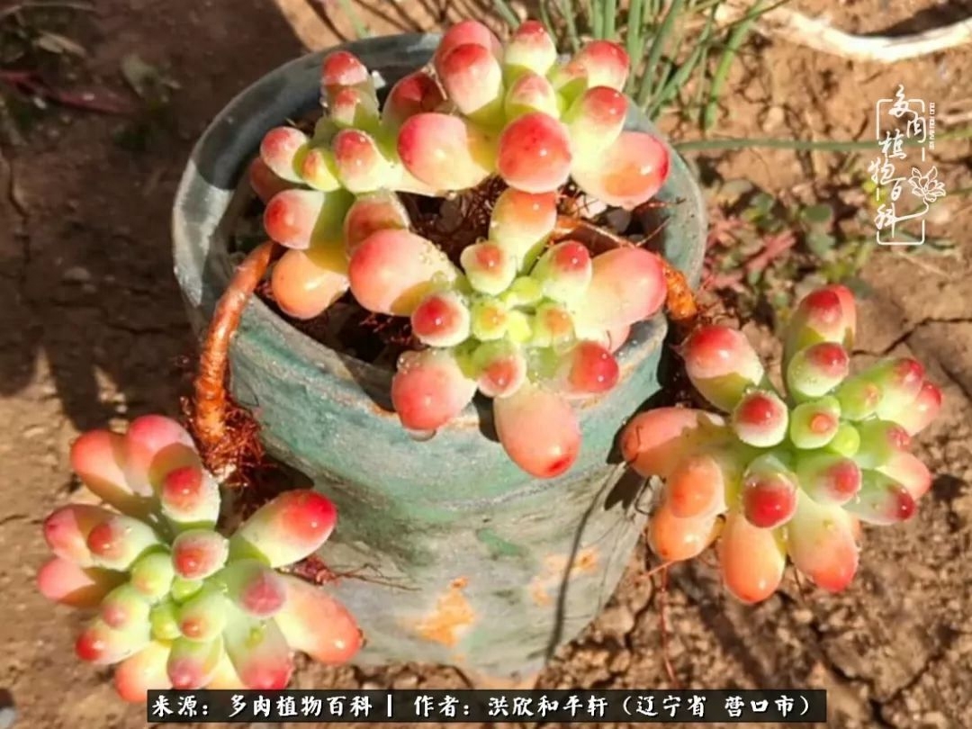 淡雪多肉怎么養(yǎng)_淡雪多肉怎么養(yǎng)_淡雪多肉怎么養(yǎng)