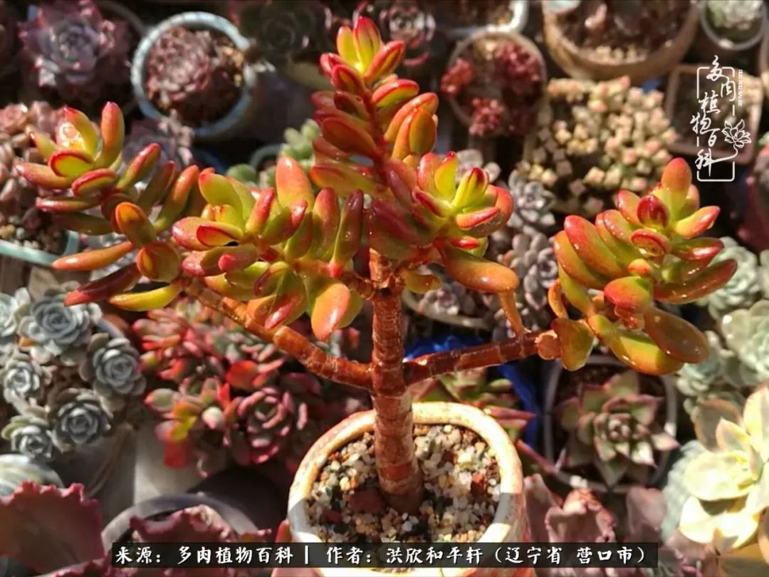 淡雪多肉怎么養(yǎng)_淡雪多肉怎么養(yǎng)_淡雪多肉怎么養(yǎng)