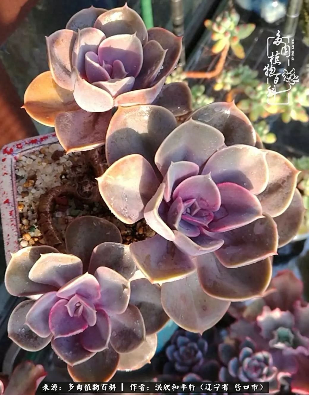 淡雪多肉怎么養(yǎng)_淡雪多肉怎么養(yǎng)_淡雪多肉怎么養(yǎng)