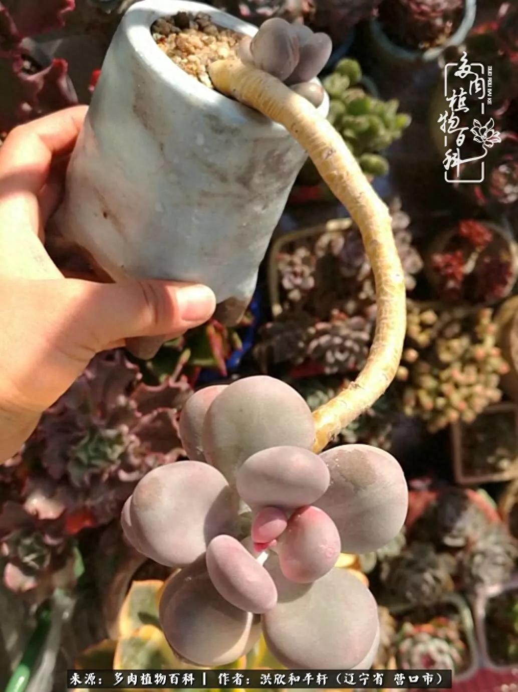 淡雪多肉怎么養(yǎng)_淡雪多肉怎么養(yǎng)_淡雪多肉怎么養(yǎng)