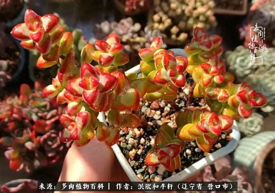 淡雪多肉怎么養(yǎng)_淡雪多肉怎么養(yǎng)_淡雪多肉怎么養(yǎng)