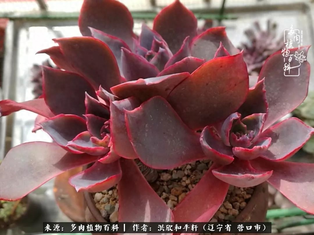 淡雪多肉怎么養(yǎng)_淡雪多肉怎么養(yǎng)_淡雪多肉怎么養(yǎng)