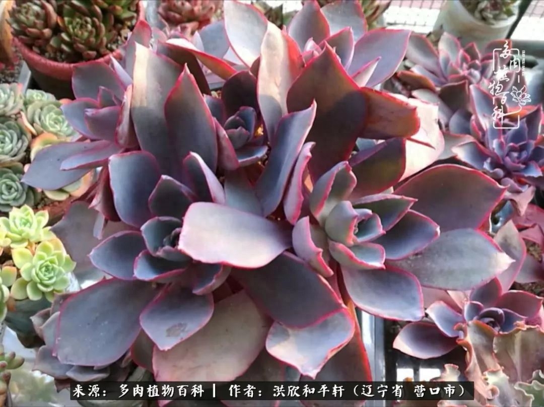 淡雪多肉怎么養(yǎng)_淡雪多肉怎么養(yǎng)_淡雪多肉怎么養(yǎng)