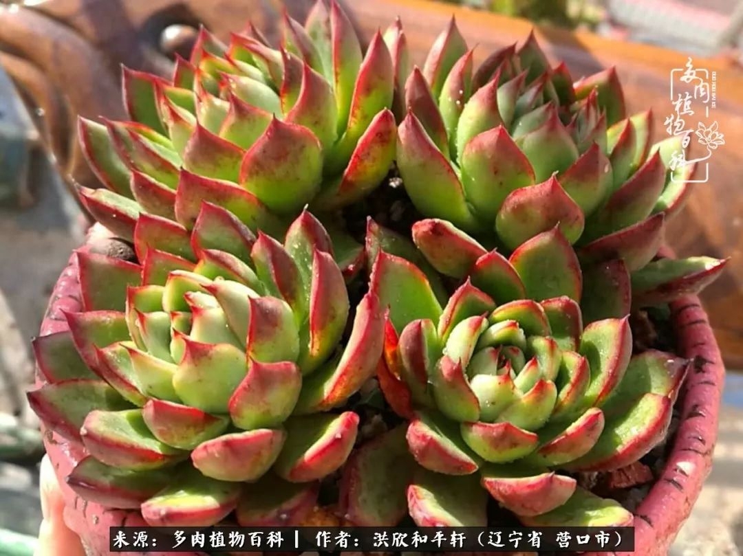 淡雪多肉怎么養(yǎng)_淡雪多肉怎么養(yǎng)_淡雪多肉怎么養(yǎng)