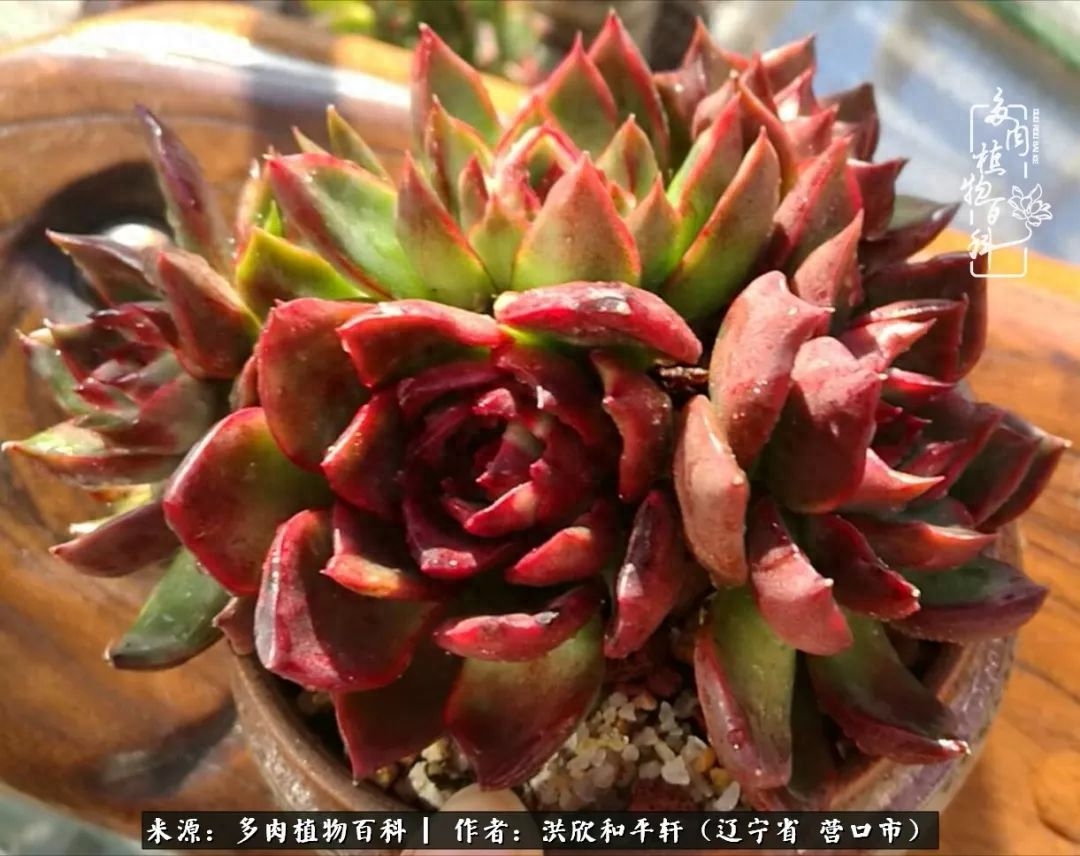 淡雪多肉怎么養(yǎng)_淡雪多肉怎么養(yǎng)_淡雪多肉怎么養(yǎng)