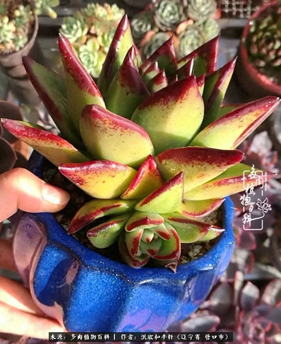 淡雪多肉怎么養(yǎng)_淡雪多肉怎么養(yǎng)_淡雪多肉怎么養(yǎng)