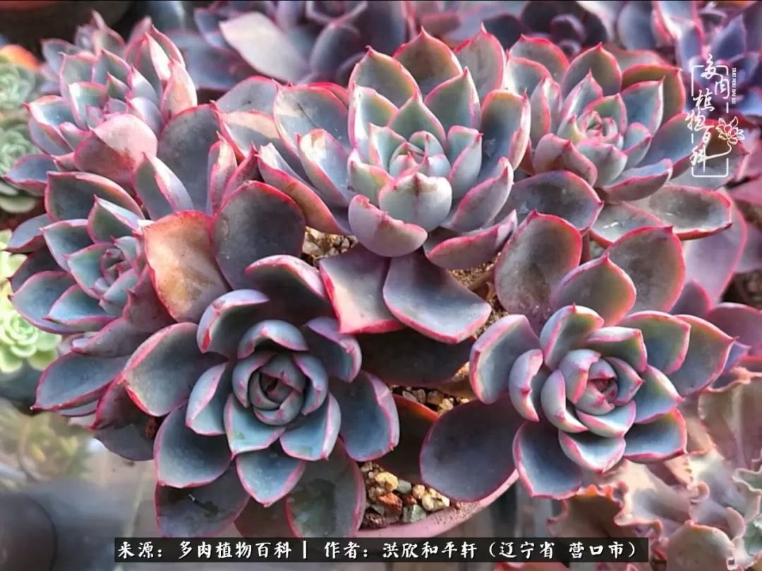 淡雪多肉怎么養(yǎng)_淡雪多肉怎么養(yǎng)_淡雪多肉怎么養(yǎng)