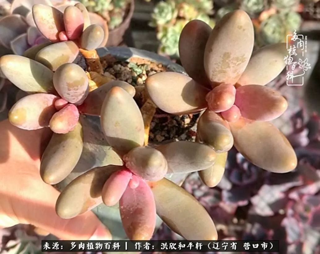 淡雪多肉怎么養(yǎng)_淡雪多肉怎么養(yǎng)_淡雪多肉怎么養(yǎng)