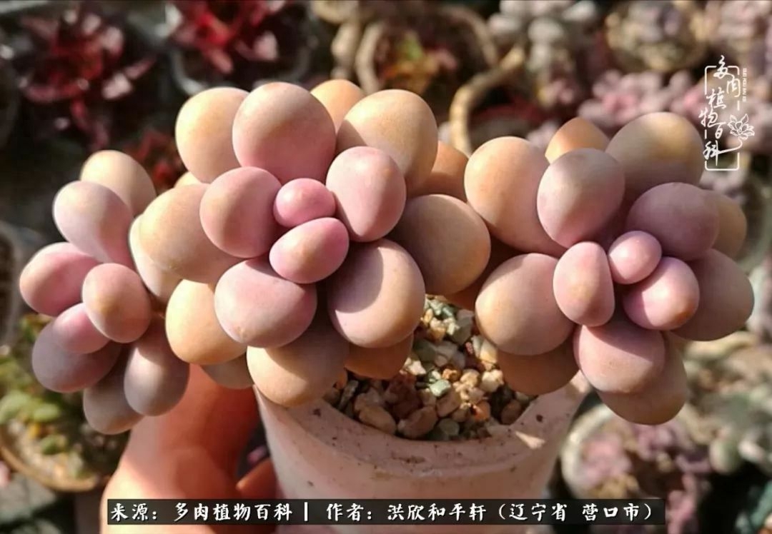 淡雪多肉怎么養(yǎng)_淡雪多肉怎么養(yǎng)_淡雪多肉怎么養(yǎng)