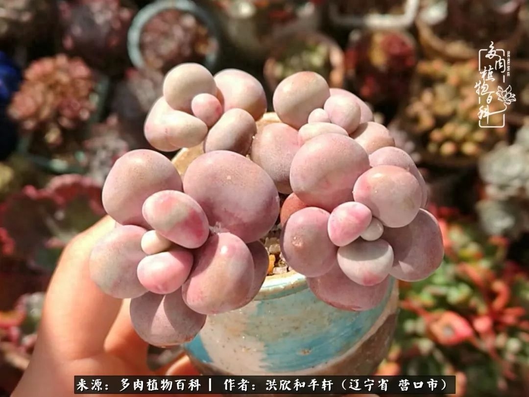 淡雪多肉怎么養(yǎng)_淡雪多肉怎么養(yǎng)_淡雪多肉怎么養(yǎng)