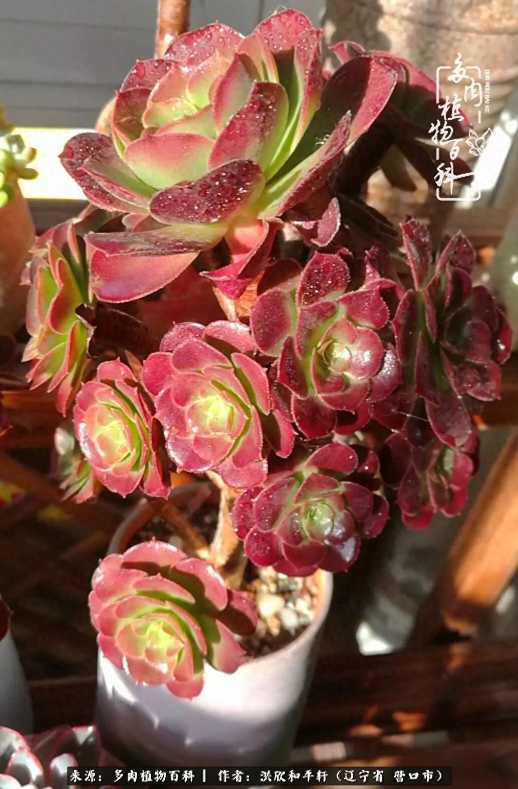 淡雪多肉怎么養(yǎng)_淡雪多肉怎么養(yǎng)_淡雪多肉怎么養(yǎng)