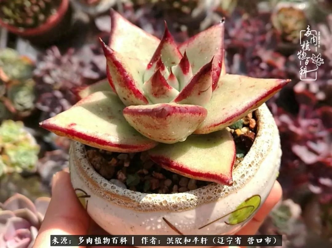 淡雪多肉怎么養(yǎng)_淡雪多肉怎么養(yǎng)_淡雪多肉怎么養(yǎng)