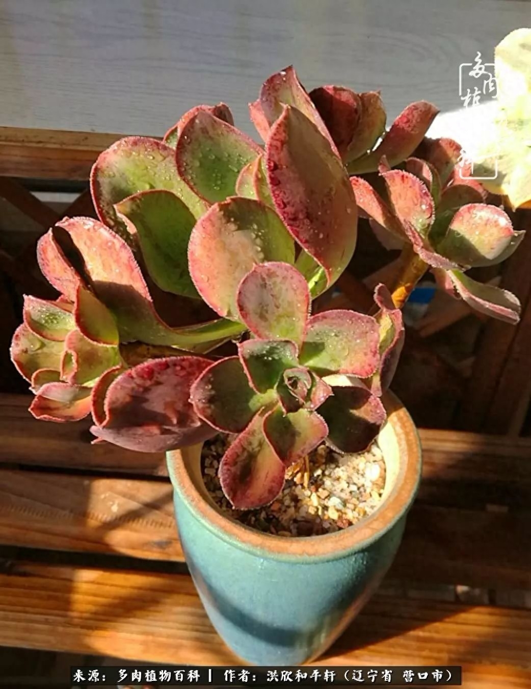 淡雪多肉怎么養(yǎng)_淡雪多肉怎么養(yǎng)_淡雪多肉怎么養(yǎng)