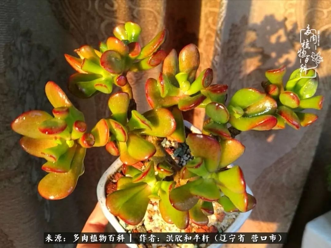 淡雪多肉怎么養(yǎng)_淡雪多肉怎么養(yǎng)_淡雪多肉怎么養(yǎng)