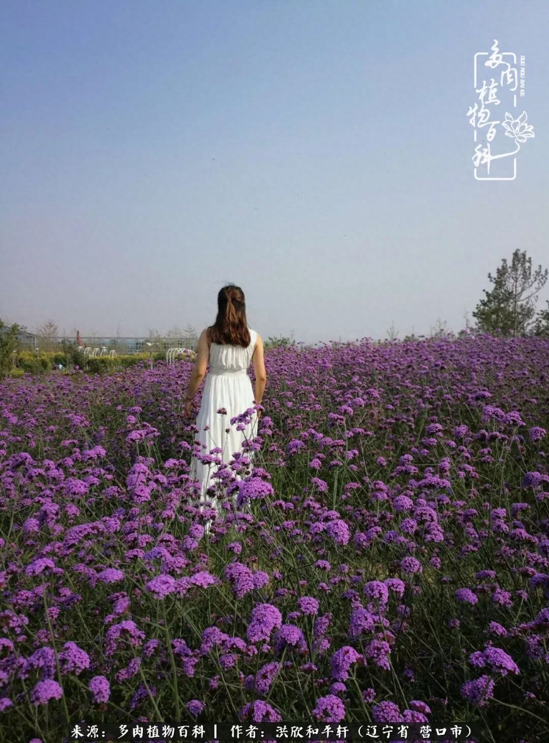 淡雪多肉怎么養(yǎng)_淡雪多肉怎么養(yǎng)_淡雪多肉怎么養(yǎng)