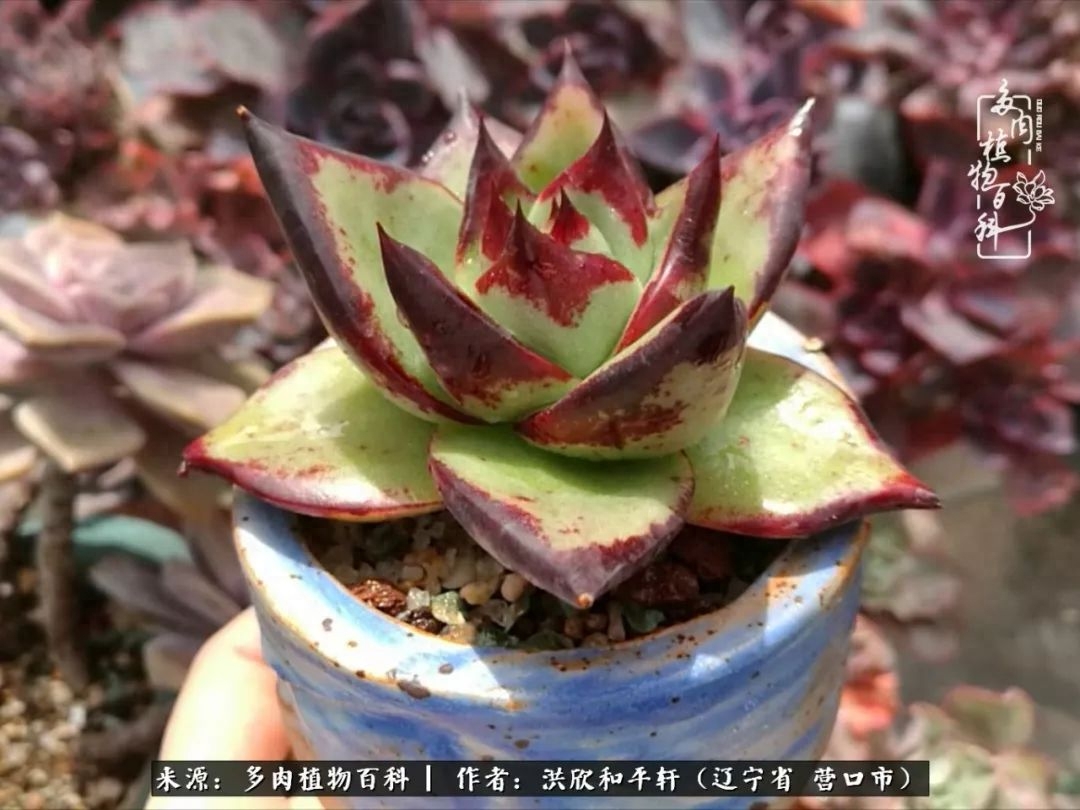 淡雪多肉怎么養(yǎng)_淡雪多肉怎么養(yǎng)_淡雪多肉怎么養(yǎng)