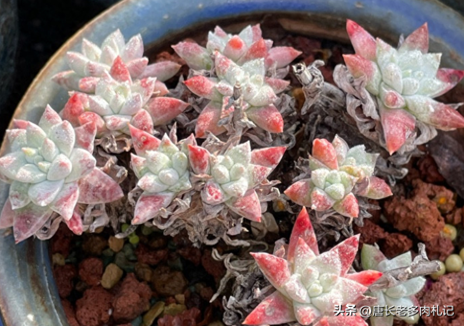 多肉淡雪怎么養才好看_多肉淡雪的養殖_淡雪多肉怎么養