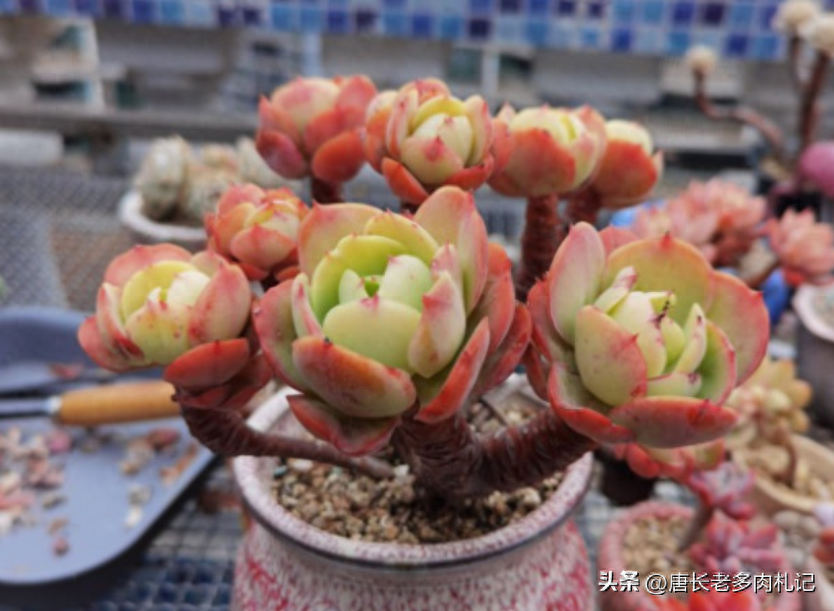 多肉淡雪的養殖_多肉淡雪怎么養才好看_淡雪多肉怎么養