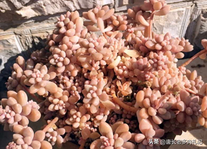 多肉淡雪怎么養才好看_多肉淡雪的養殖_淡雪多肉怎么養