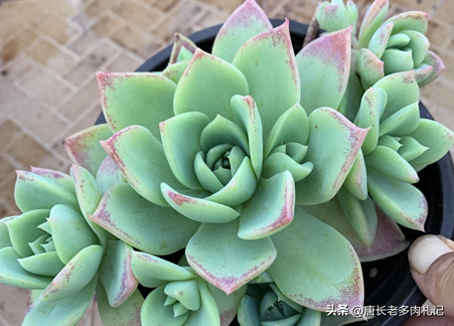 淡雪多肉怎么養_多肉淡雪的養殖_多肉淡雪怎么養才好看
