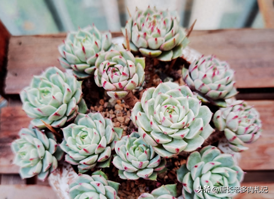 淡雪多肉怎么養_多肉淡雪怎么養才好看_多肉淡雪的養殖