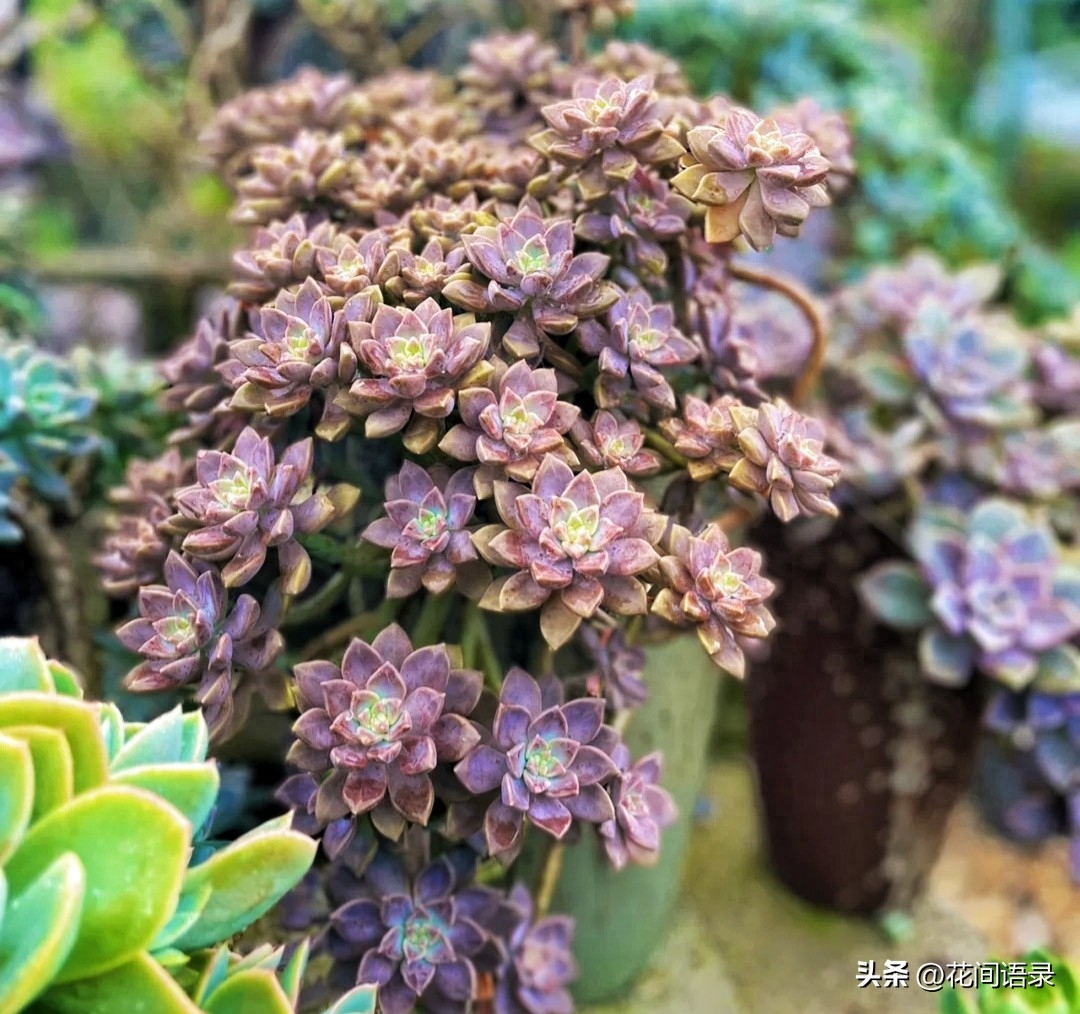 淡雪多肉怎么養(yǎng)_多肉淡雪徒長怎么辦_淡雪多肉用什么土養(yǎng)好