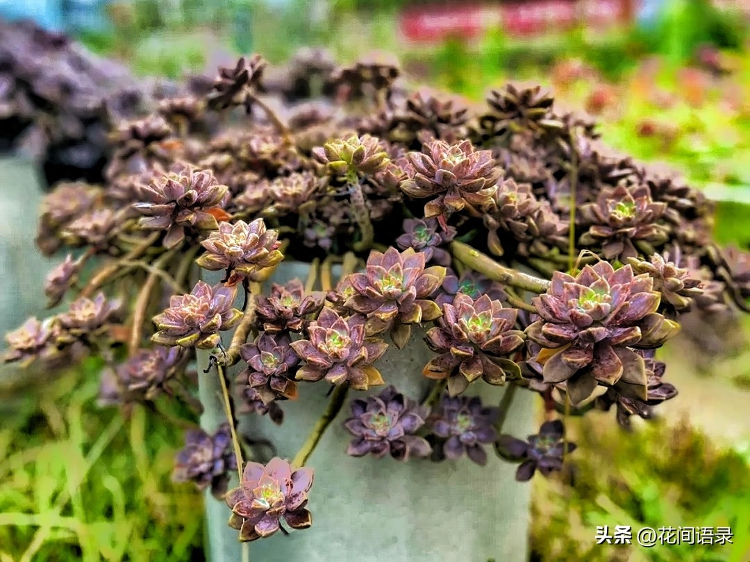 淡雪多肉怎么養(yǎng)_淡雪多肉用什么土養(yǎng)好_多肉淡雪徒長怎么辦