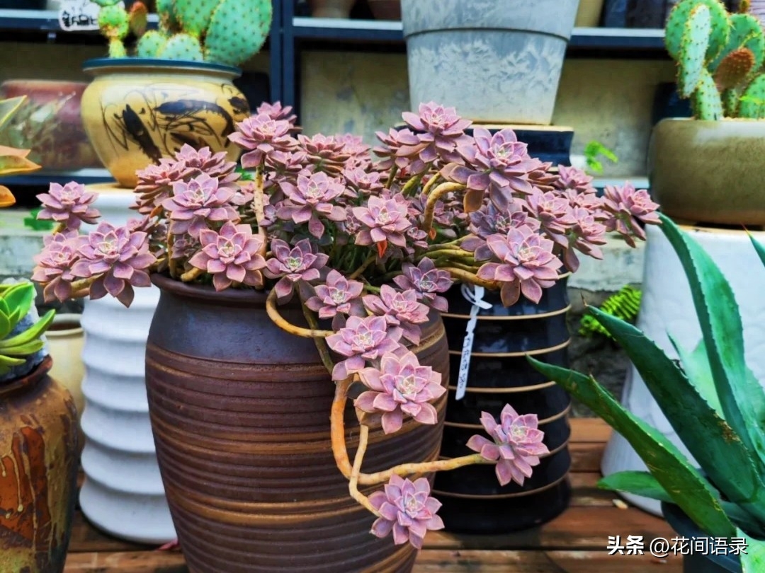 淡雪多肉怎么養(yǎng)_淡雪多肉用什么土養(yǎng)好_多肉淡雪徒長怎么辦