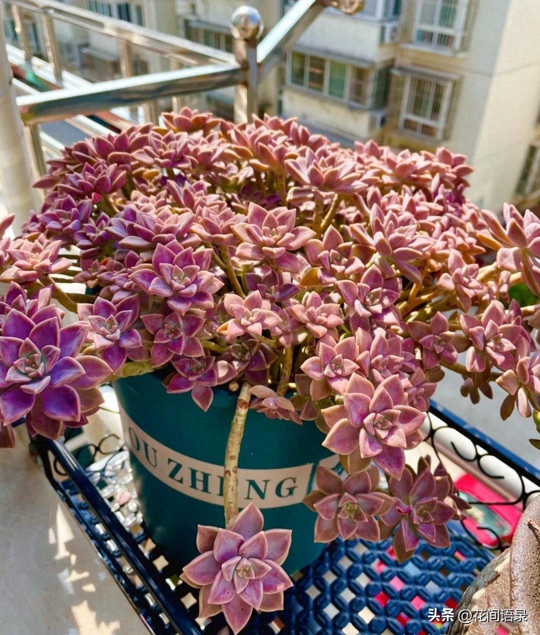 淡雪多肉用什么土養(yǎng)好_多肉淡雪徒長怎么辦_淡雪多肉怎么養(yǎng)