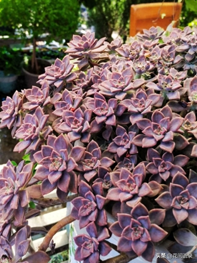 多肉淡雪徒長怎么辦_淡雪多肉用什么土養(yǎng)好_淡雪多肉怎么養(yǎng)