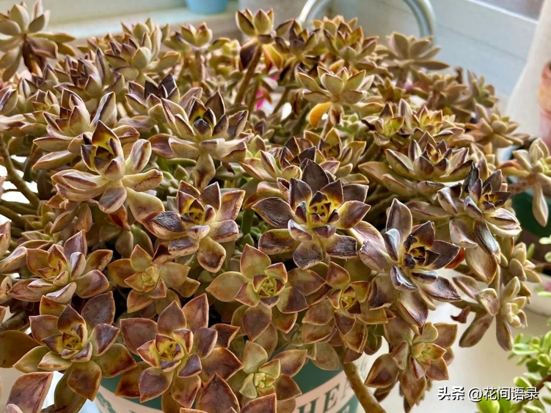 多肉淡雪徒長怎么辦_淡雪多肉用什么土養(yǎng)好_淡雪多肉怎么養(yǎng)