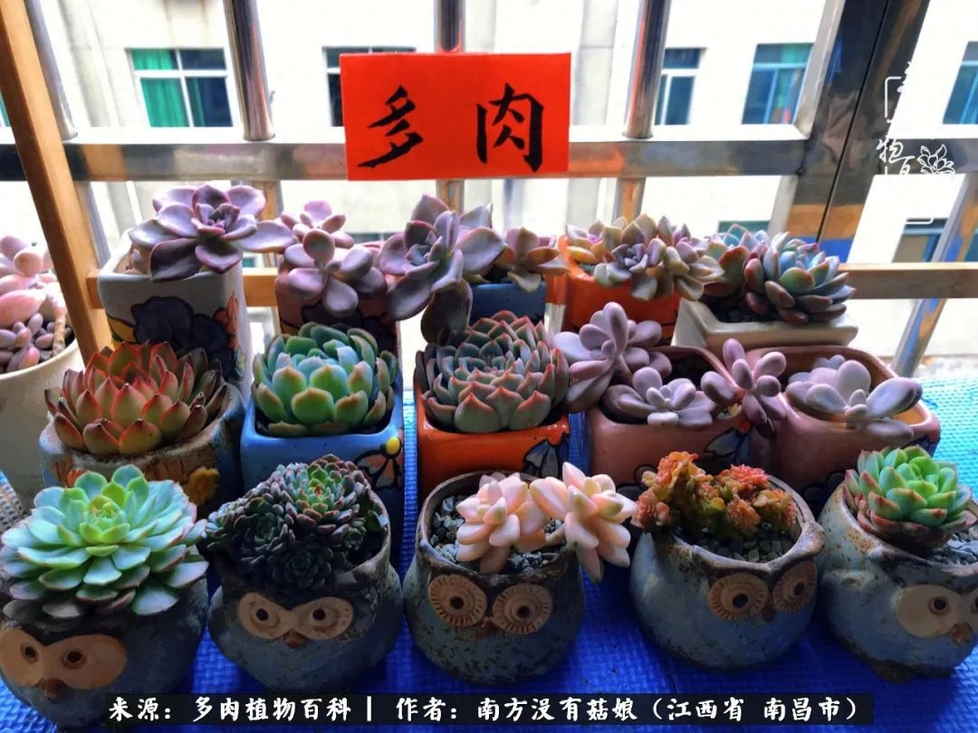 既見“多肉”，云胡不喜