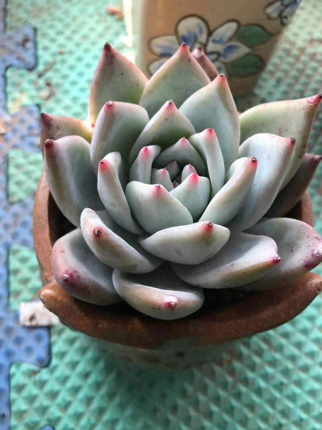 多肉淡雪怎么養(yǎng)才好看_多肉淡雪的養(yǎng)殖_淡雪多肉怎么養(yǎng)