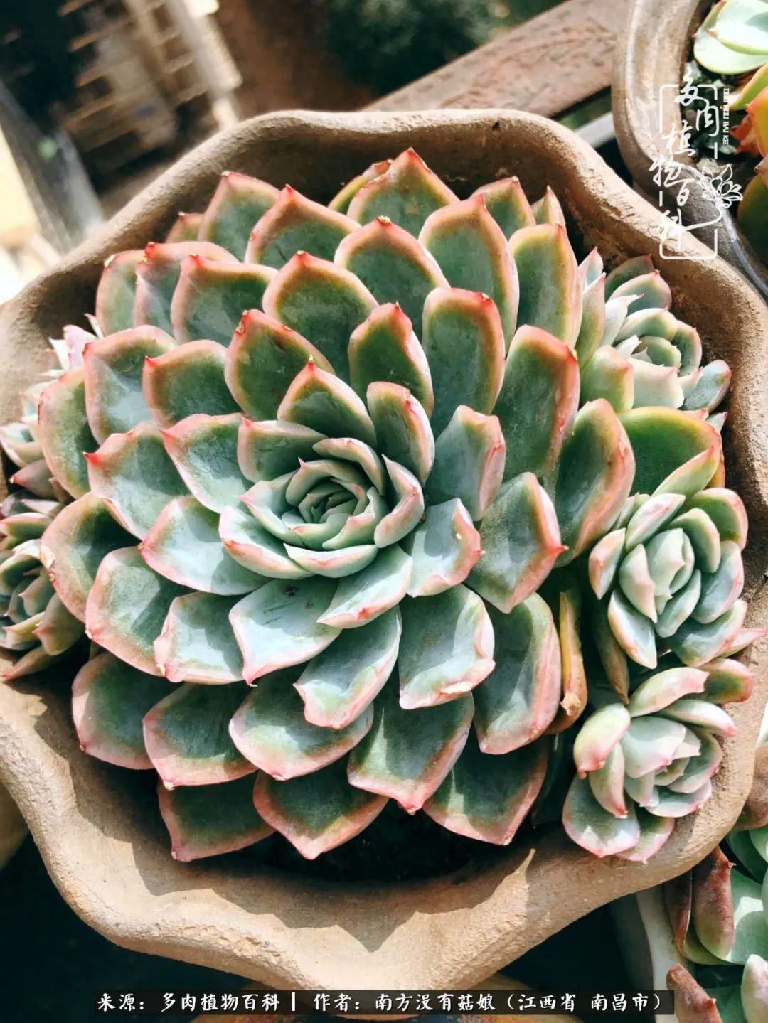 多肉淡雪的養(yǎng)殖_多肉淡雪怎么養(yǎng)才好看_淡雪多肉怎么養(yǎng)