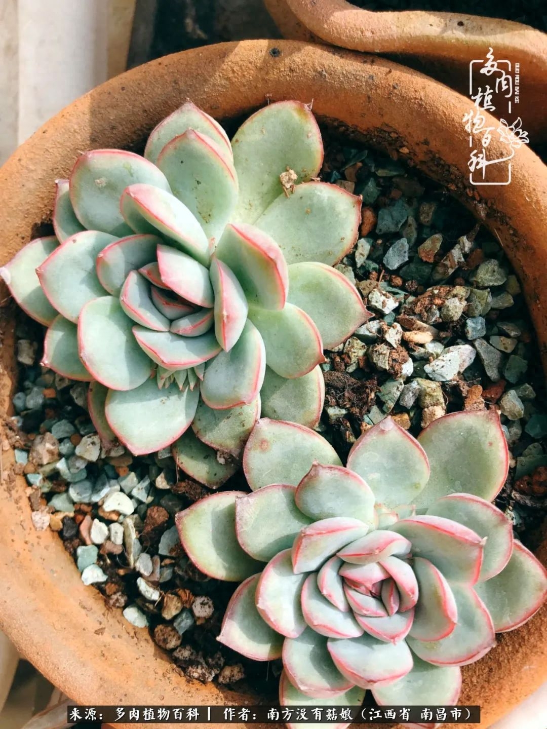 淡雪多肉怎么養(yǎng)_多肉淡雪怎么養(yǎng)才好看_多肉淡雪的養(yǎng)殖