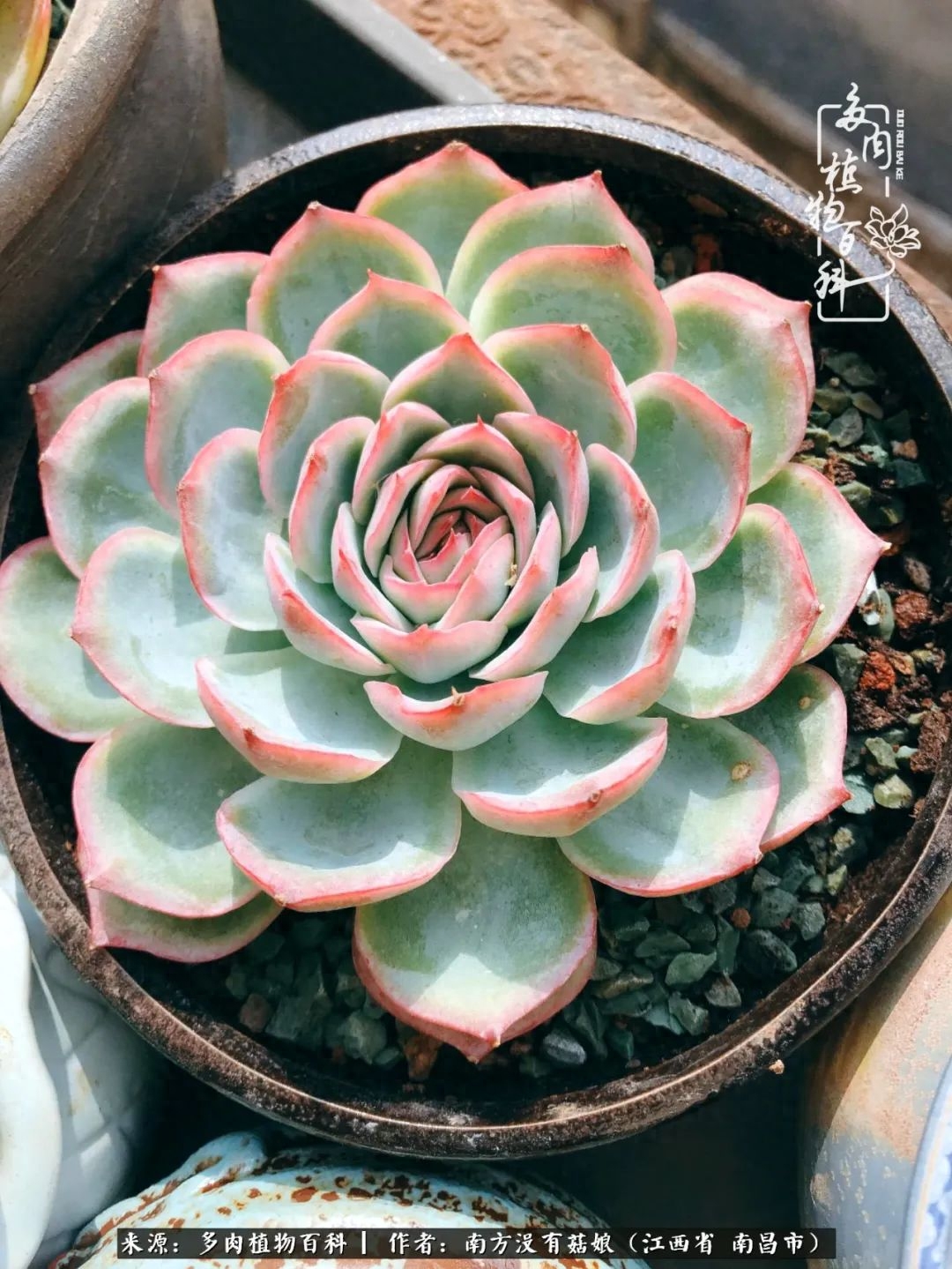 多肉淡雪怎么養(yǎng)才好看_淡雪多肉怎么養(yǎng)_多肉淡雪的養(yǎng)殖