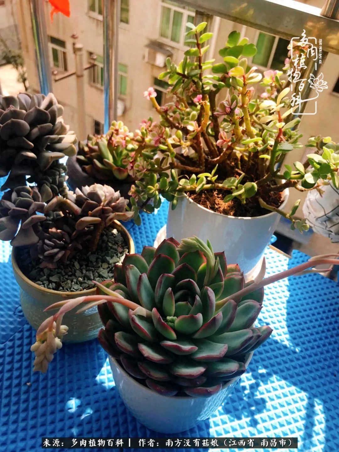 多肉淡雪的養(yǎng)殖_多肉淡雪怎么養(yǎng)才好看_淡雪多肉怎么養(yǎng)