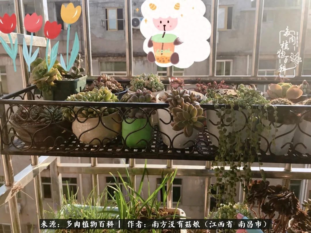 淡雪多肉怎么養(yǎng)_多肉淡雪怎么養(yǎng)才好看_多肉淡雪的養(yǎng)殖