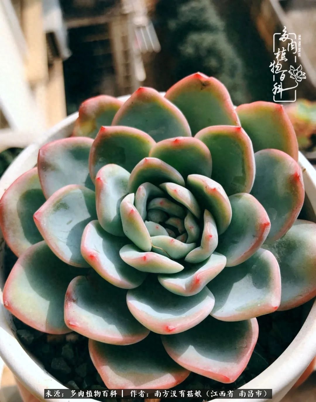 多肉淡雪怎么養(yǎng)才好看_淡雪多肉怎么養(yǎng)_多肉淡雪的養(yǎng)殖