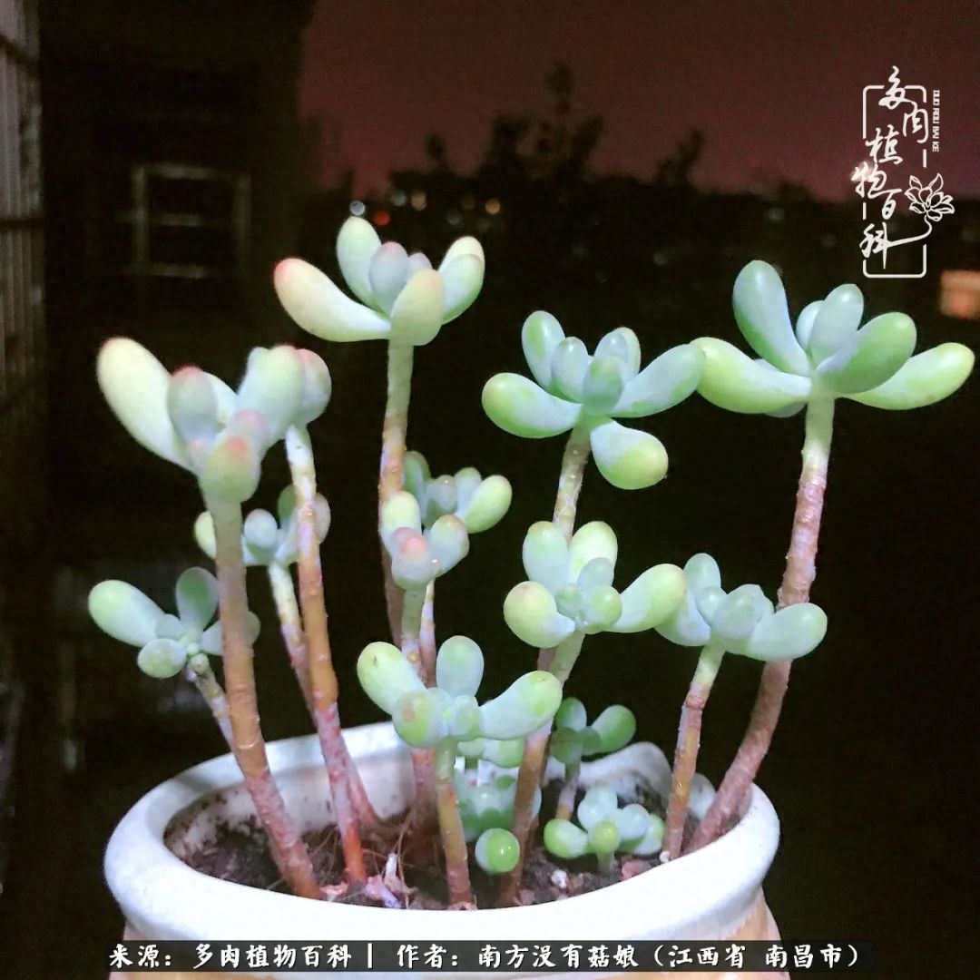 淡雪多肉怎么養(yǎng)_多肉淡雪怎么養(yǎng)才好看_多肉淡雪的養(yǎng)殖