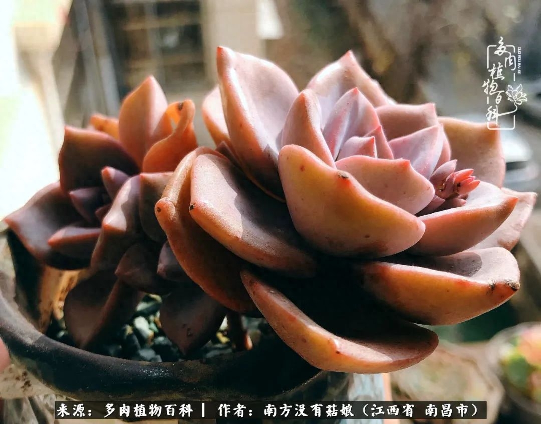 淡雪多肉怎么養(yǎng)_多肉淡雪怎么養(yǎng)才好看_多肉淡雪的養(yǎng)殖