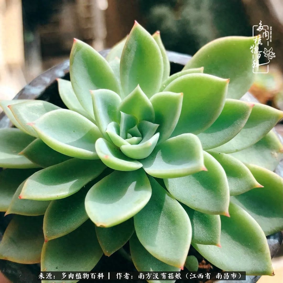 多肉淡雪的養(yǎng)殖_多肉淡雪怎么養(yǎng)才好看_淡雪多肉怎么養(yǎng)