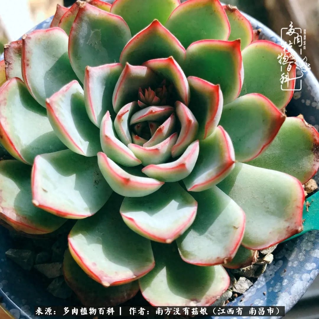 多肉淡雪怎么養(yǎng)才好看_淡雪多肉怎么養(yǎng)_多肉淡雪的養(yǎng)殖