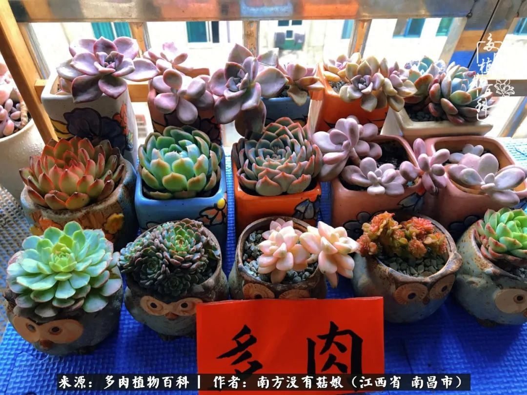 多肉淡雪怎么養(yǎng)才好看_多肉淡雪的養(yǎng)殖_淡雪多肉怎么養(yǎng)