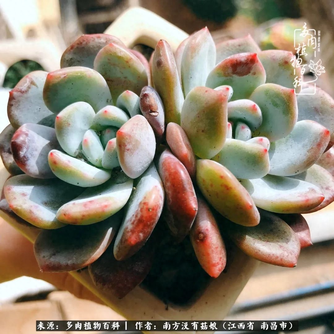 淡雪多肉怎么養(yǎng)_多肉淡雪怎么養(yǎng)才好看_多肉淡雪的養(yǎng)殖
