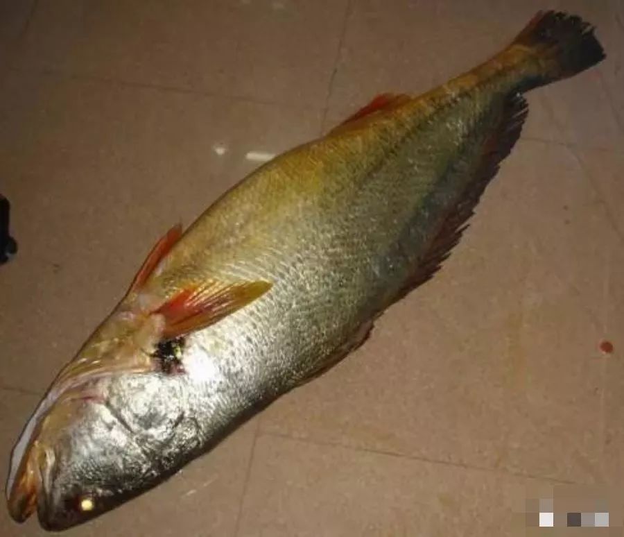 觀賞品種魚(yú)價(jià)格排名_各種觀賞魚(yú)的價(jià)格與品種_觀賞品種魚(yú)價(jià)格表