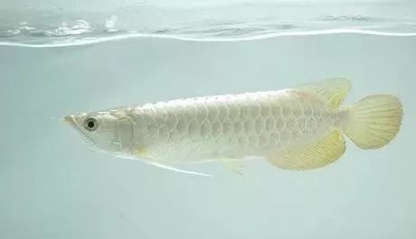 觀賞品種魚(yú)價(jià)格排名_觀賞品種魚(yú)價(jià)格表_各種觀賞魚(yú)的價(jià)格與品種