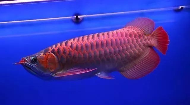 觀賞品種魚(yú)價(jià)格排名_各種觀賞魚(yú)的價(jià)格與品種_觀賞品種魚(yú)價(jià)格表